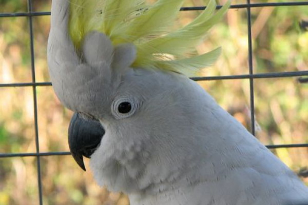 Sulphur Crested Cockatoo