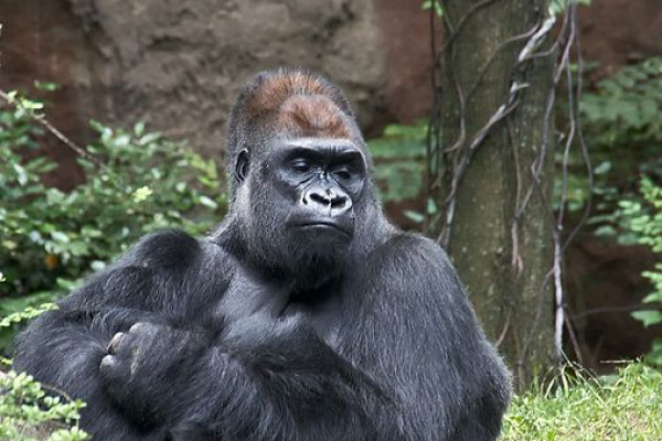 Western Lowland Gorilla