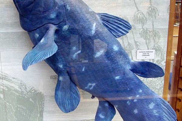 The Coelacanth, Latimeria chalumnae model in the Oxford University Museum of Natural History