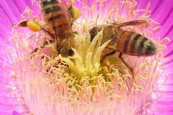 Western Honey Bees collecting pollen