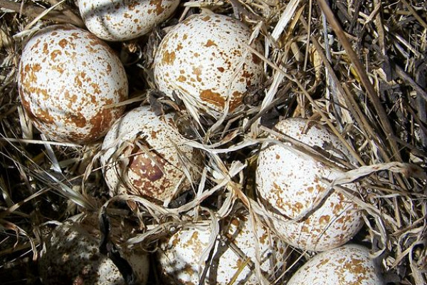 Quail eggs