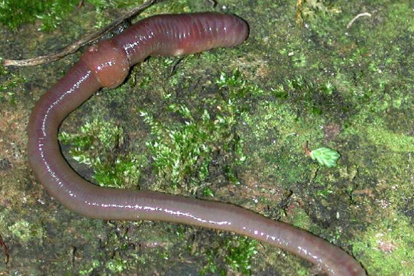 Common Earthworm