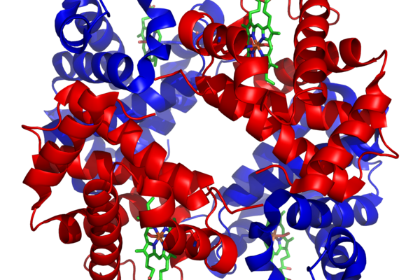 Haemoglobin