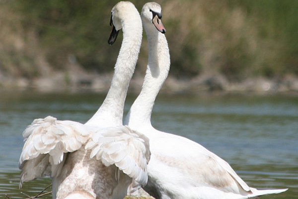 The Mute Swan (Cygnus olor) is a common Eurasian member of the duck, goose and swan family Anatidae.