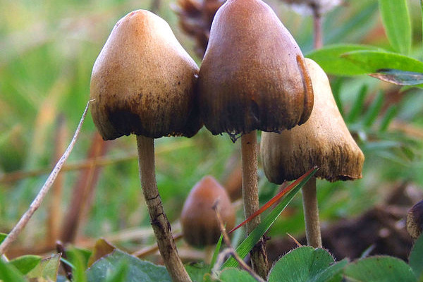 Psilocybe semilanceata