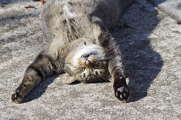 A cat asleep on its back