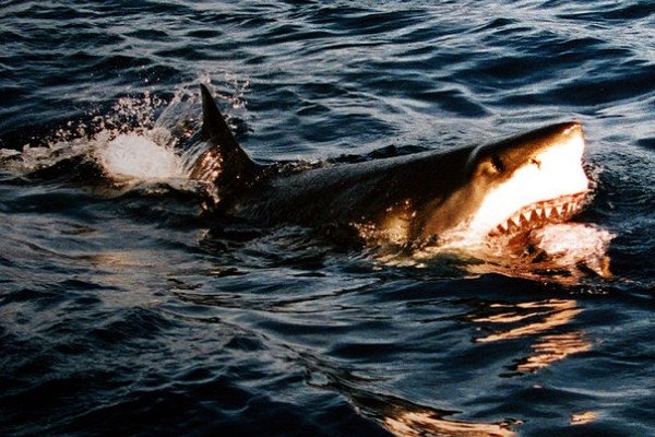 A great white shark at Isla Guadalupe, Mexico.