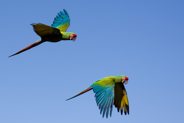 Parrots in flight