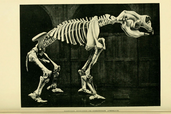 diprotodon