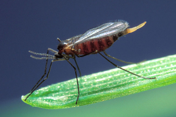 Hessian fly, Mayetiola destructor, barley midge. A significant pest of cereal crops including wheat, barley and rye. Though a native of Asia it was transported into Europe and later into North America in the straw bedding of Hessian troops.