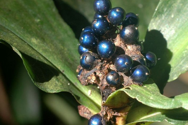 Pollia condensata - the brightest thing in nature