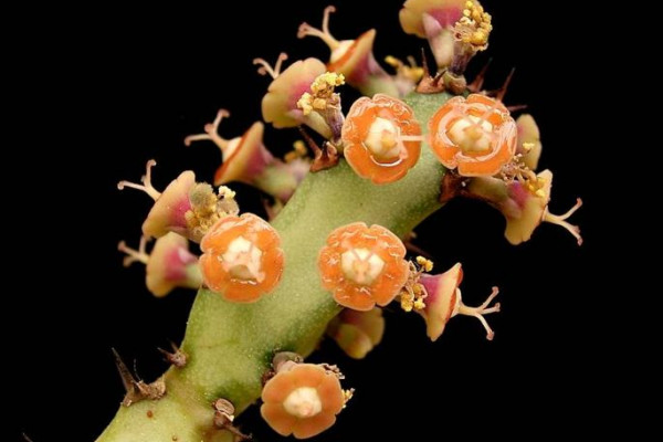 Euphorbia baylissii
