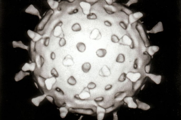 Computer assisted reconstruction of a rotavirus particle