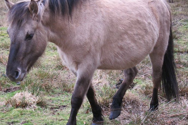 Konik, displaying dorsal line & other physical features