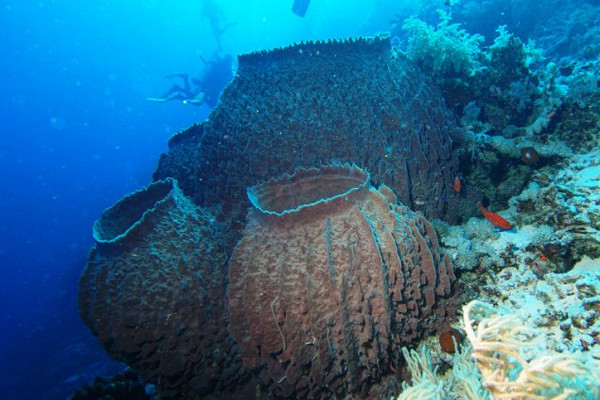 Barrel sponge (Xestospongia testudinaria)