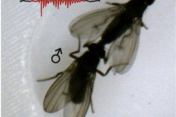 Acoustic duetting in Drosophila virilis relies on the integration of auditory and tactile signals