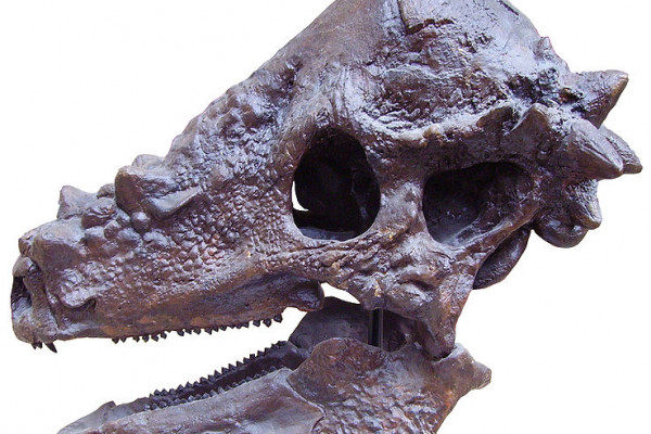 Pachycephalosaurus skull