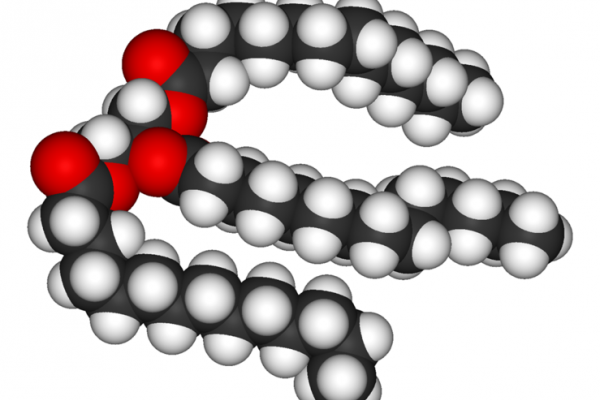 A triglyceride molecule