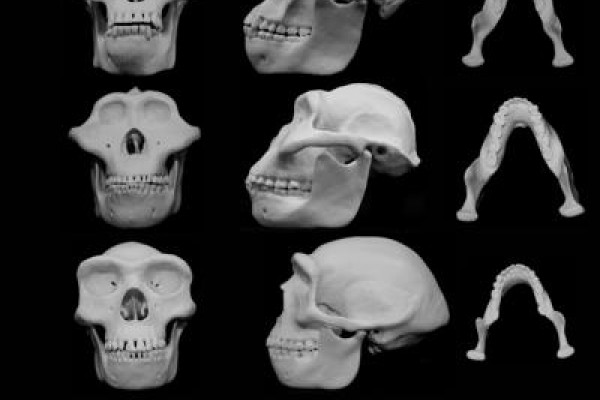 Did violence shape our faces?