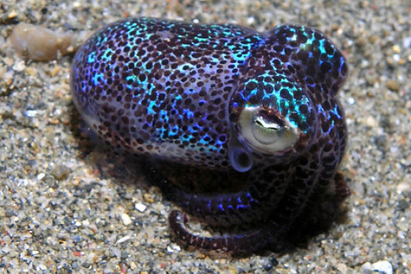 Bobtail squid