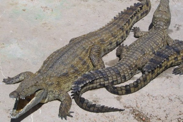 Nile Crocodiles