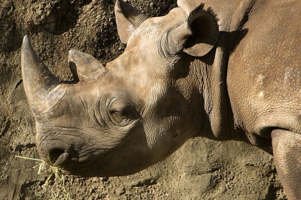 Black Rhino at Taronga zoo, Sydney, Australia