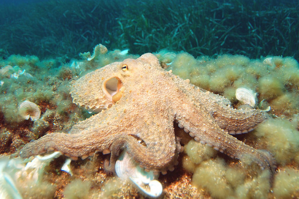 Octopus vulgaris