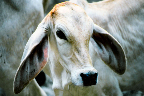 Brahman cow