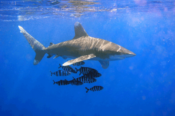 An image of the Oceanic Whitetip Shark (Carcharhinus longimanus) and Naucrates ductor.