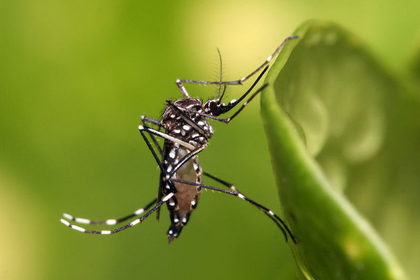 Aedes aegypti in Dar es Salaam, Tanzania