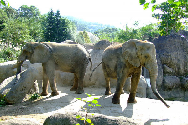 African elephants in Africa Animal Area of Taipei Zoo.