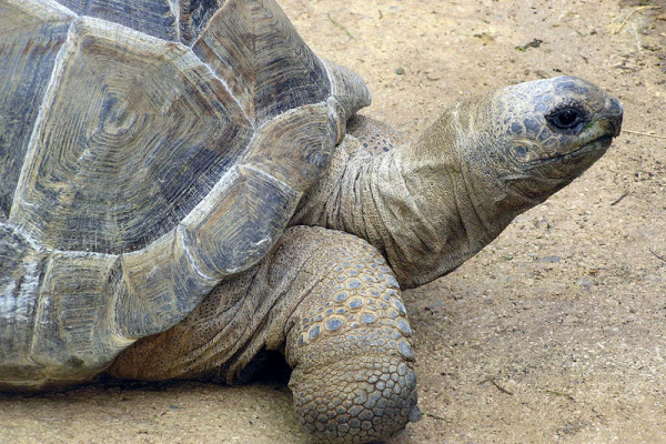 Aldabra Giant Tortoise, Geochelone gigantea, at Bristol Zoo, England.