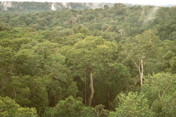 Amazon rainforest