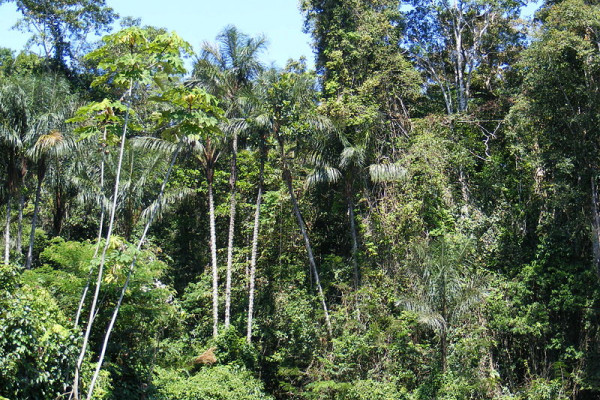 Amazonian rainforest, upper Amazon basin, Loreto region, Peru.