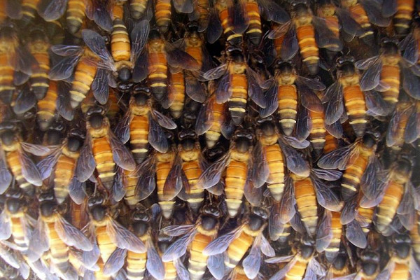 A hive of Apis dorsata (giant honey bees)