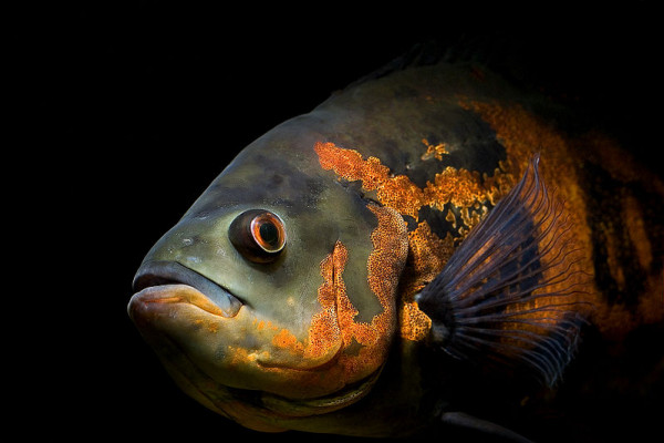 Freshwater fish from South America and popular aquarium fish. Latin name Astronotus ocellatus. Common name Oscar. Pattern: Tiger