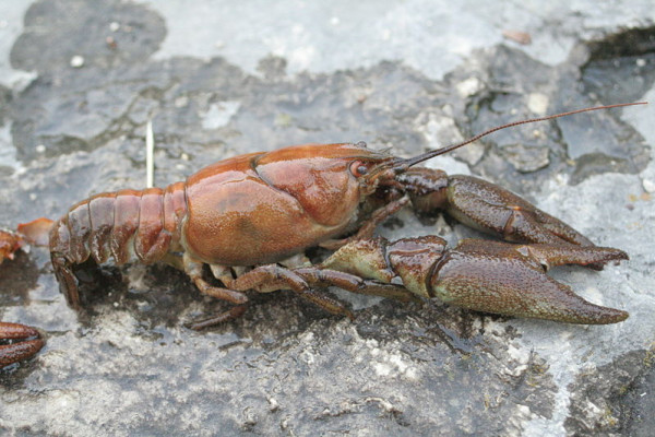 Austropotamobius pallipes - The White Clawed Crayfish