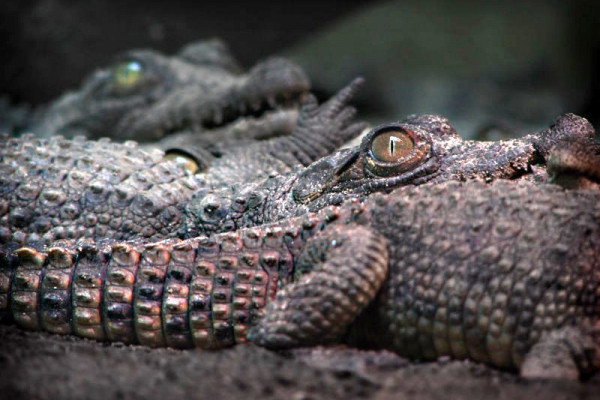 Baby Crocodiles