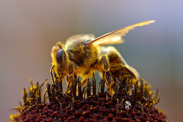 Bee collecting pollen