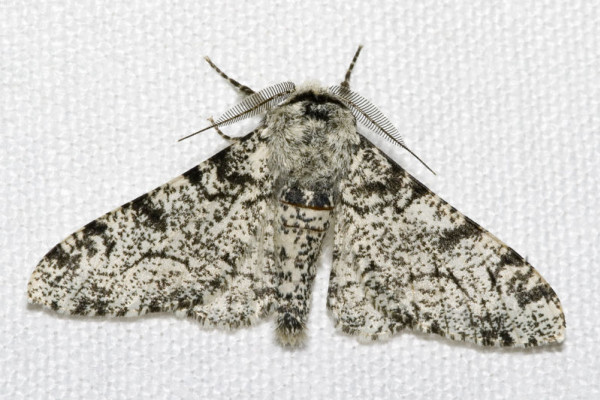 The light Peppered Moth (Biston betularia).