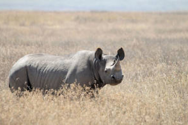 Black Rhinoceros (Diceros bicornis), picture taken at Ngorongoro Conservation Area, Tanzania