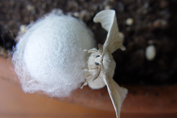 Silk moth - Bombyx mori - on his cocoon