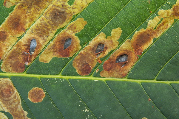 Leaf damage caused by the horse-chestnut leaf miner (Cameraria ohridella)