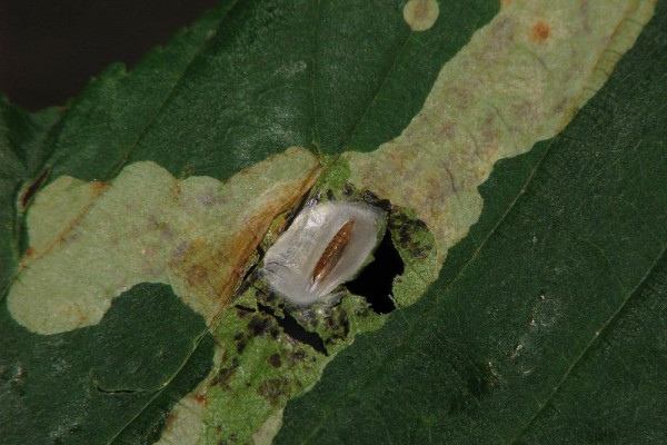 Cameraria ohridella pupa - horse chestnut leaf miner