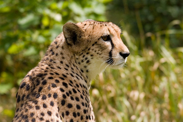 Cheetah (Acinonyx jubatus)