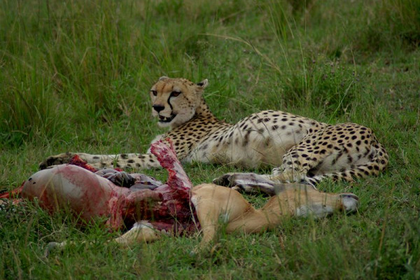 Cheetah (Acinonyx jubatus) with Impala (Aepyceros melampus) that it had recently killed, Masai Mara National Park, Kenya.