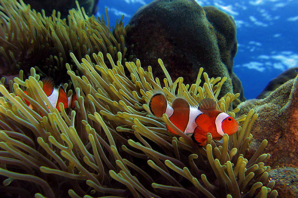 Clownfish