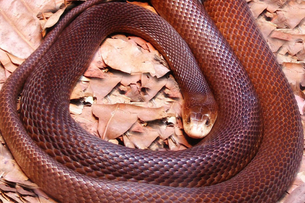 Coastal Taipan snake