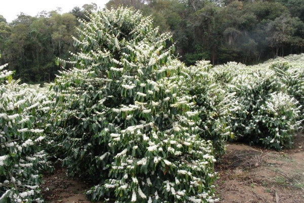 Coffee Arabica bushes in Brazil