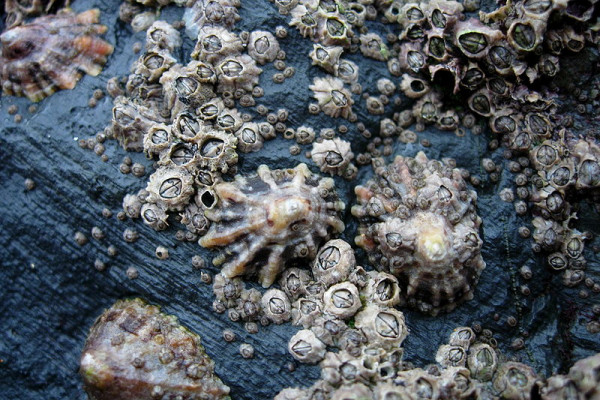 Barnacles (Chthamalus stellatus) and Limpets (Patella vulgata) in the intertidal near Newquay, Cornwall, England.